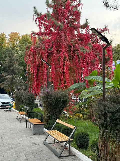 Kuzgi parkdagi qizil daraxt