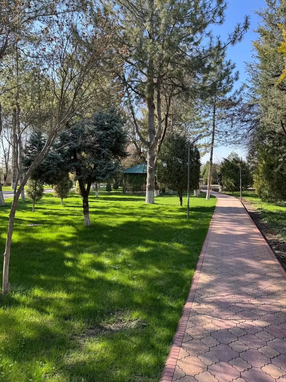 Qayinzorda sayr